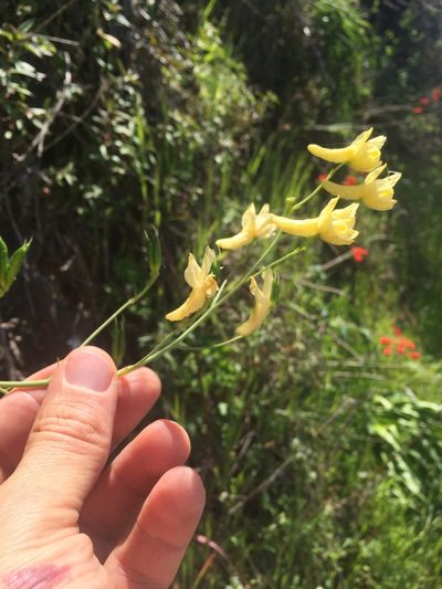 Delphinium luteum, photographed by Scott Loarie