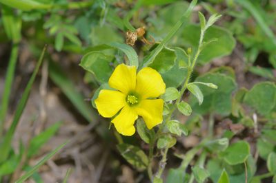 Oxalis dichondrifolia, photographed by Michelle W. （鍾偉瑋）