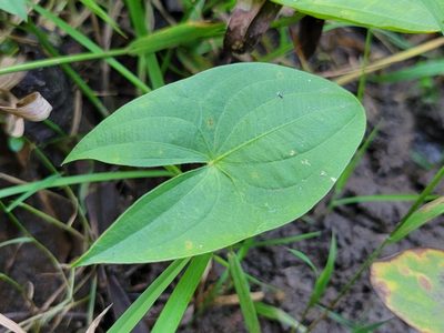 Sagittaria latifolia, photographed by the swamp ass