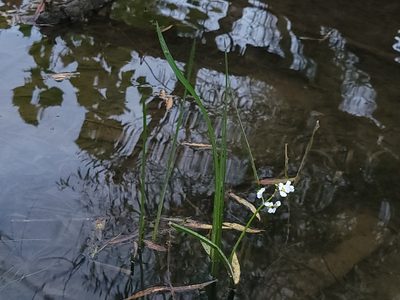 Sagittaria platyphylla, photographed by the swamp ass