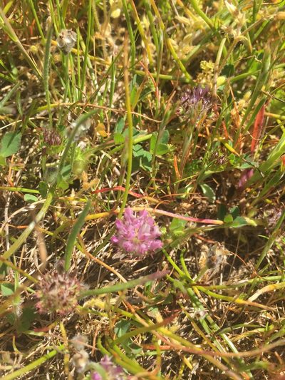 Trifolium barbigerum, photographed by Scott Loarie