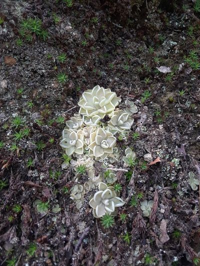 Pinguicula debbertiana, photographed by Alejandro Gómez Maya