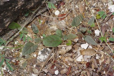 Acleisanthes anisophylla, photographed by Michelle W. （鍾偉瑋）