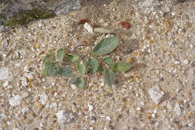 Acleisanthes anisophylla, photographed by Michelle W. （鍾偉瑋）