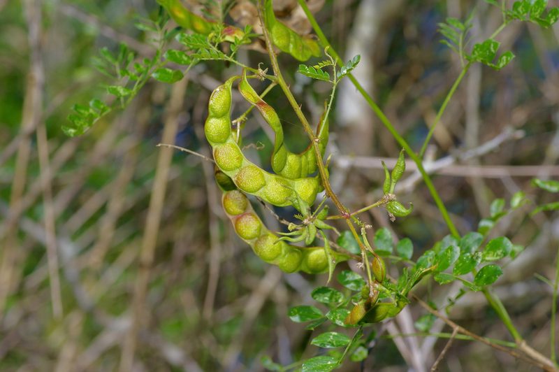 Mimosa malacophylla, photographed by Michelle W. （鍾偉瑋）