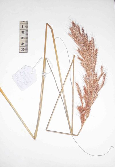 Saccharum filifolium, photographed by S.MORE