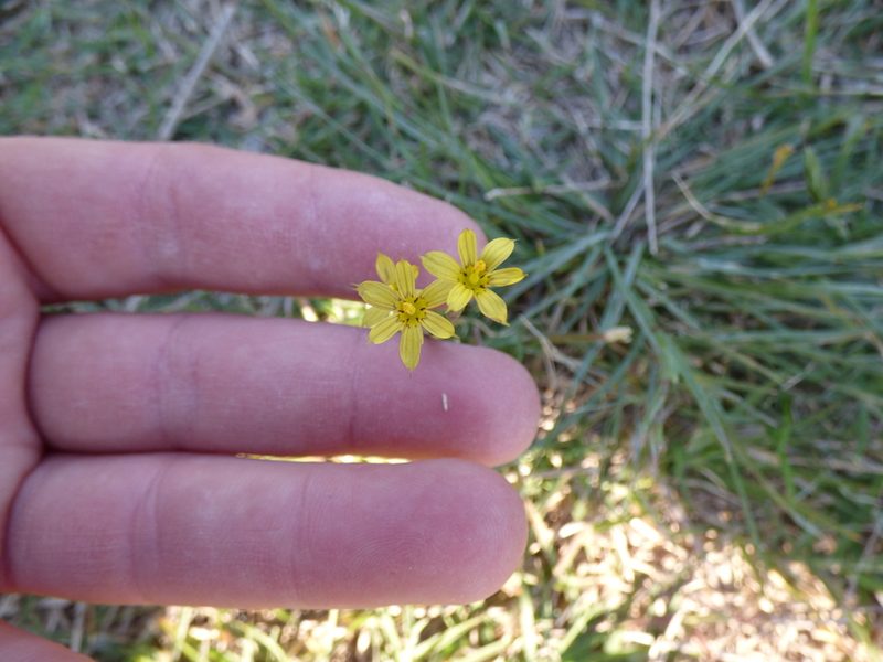 Sisyrinchium pachyrhizum, photographed by María Zeta