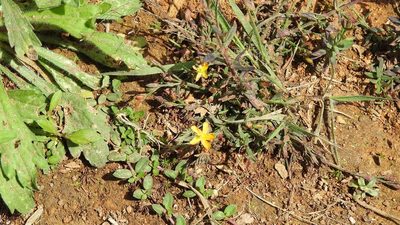 Hypericum silenoides, photographed by Neptalí Ramírez Marcial