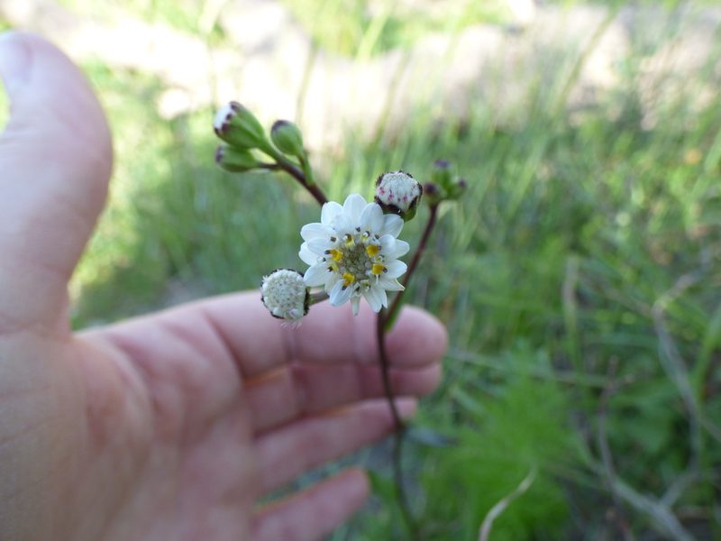 Holocheilus hieracioides, photographed by María Zeta
