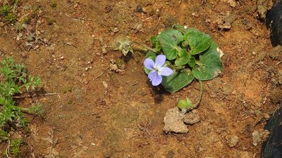 Viola nannei, photographed by Neptalí Ramírez Marcial