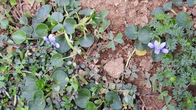 Viola nannei, photographed by Neptalí Ramírez Marcial