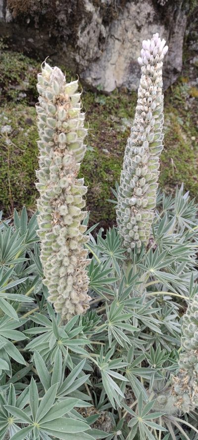 Lupinus weberbaueri, photographed by Santiago Martín-Bravo