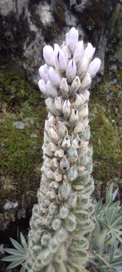 Lupinus weberbaueri, photographed by Santiago Martín-Bravo