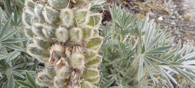 Lupinus weberbaueri, photographed by Santiago Martín-Bravo