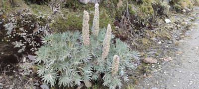 Lupinus weberbaueri, photographed by Santiago Martín-Bravo