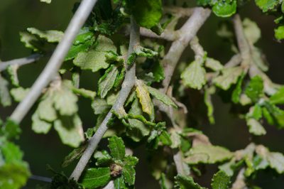 Bernardia myricifolia, photographed by Michelle W. （鍾偉瑋）