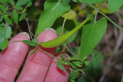 Metastelma barbigerum, photographed by Michelle W. （鍾偉瑋）