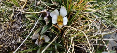 Viola pygmaea, photographed by Santiago Martín-Bravo