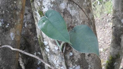Syngonium chiapense, photographed by Neptalí Ramírez Marcial