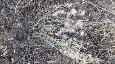 Lygodesmia juncea, photographed by Tait Sougstad