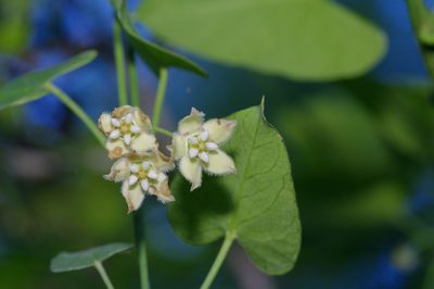 Funastrum cynanchoides, photographed by Michelle W. （鍾偉瑋）