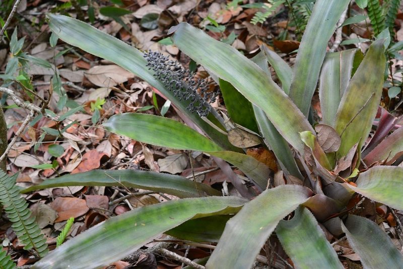 Aechmea lueddemanniana, photographed by Neptalí Ramírez Marcial