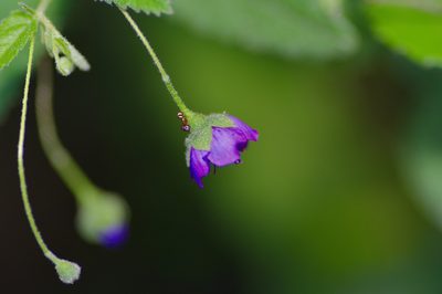 Meximalva filipes, photographed by Michelle W. （鍾偉瑋）