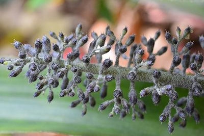 Aechmea lueddemanniana, photographed by Neptalí Ramírez Marcial
