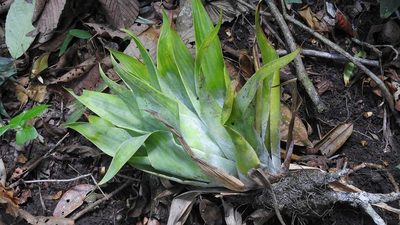 Catopsis occulta, photographed by Neptalí Ramírez Marcial