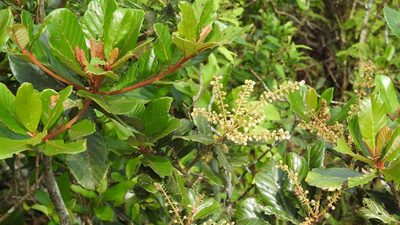 Clethra purpusii, photographed by Neptalí Ramírez Marcial