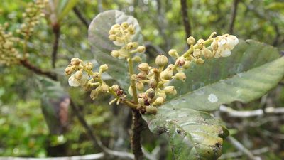 Clethra purpusii, photographed by Neptalí Ramírez Marcial