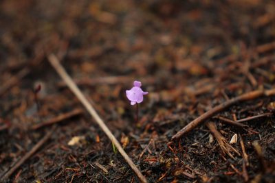Utricularia simplex, photographed by Em Lamond