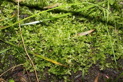 Ceramanus clatritexta, photographed by Em Lamond