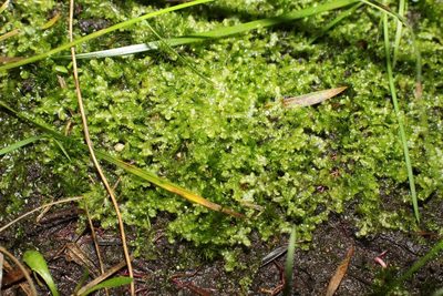 Ceramanus clatritexta, photographed by Em Lamond
