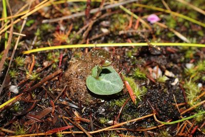 Corybas abditus, photographed by Em Lamond