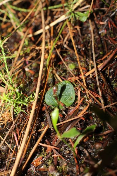 Corybas abditus, photographed by Em Lamond
