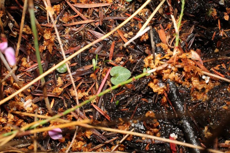 Corybas abditus, photographed by Em Lamond