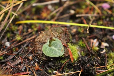 Corybas abditus, photographed by Em Lamond