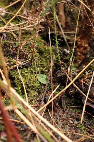 Corybas abditus, photographed by Em Lamond