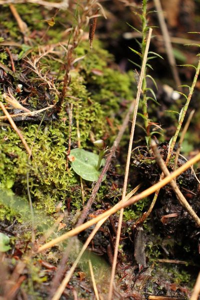 Corybas abditus, photographed by Em Lamond