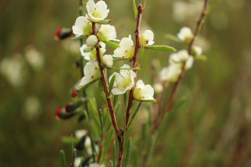 Homalospermum firmum, photographed by Em Lamond