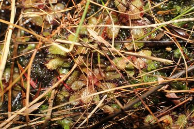 Drosera hamiltonii, photographed by Em Lamond