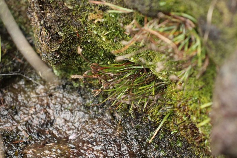 Microschizaea rupestris, photographed by Em Lamond