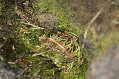 Microschizaea rupestris, photographed by Em Lamond