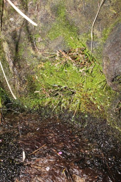 Microschizaea rupestris, photographed by Em Lamond