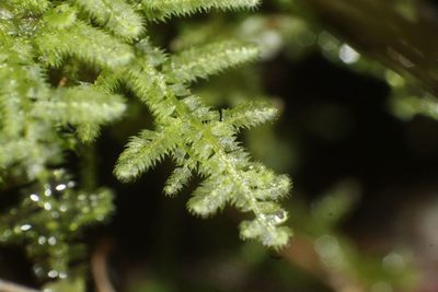 Ceramanus clatritexta, photographed by Em Lamond