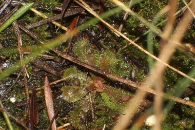 Drosera hamiltonii, photographed by Em Lamond
