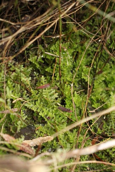 Ceramanus clatritexta, photographed by Em Lamond