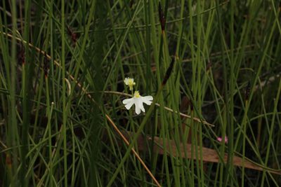 Utricularia multifida, photographed by Em Lamond