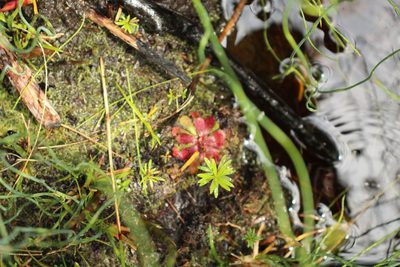 Drosera hamiltonii, photographed by Em Lamond